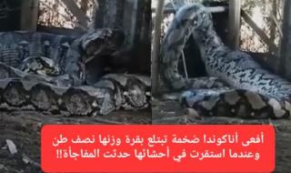 شاهد.. أفعى أناكوندا ضخمة تبتلع بقرة وزنها نصف طن وعندما استقرت في أحشائها حدثت المفاجأة